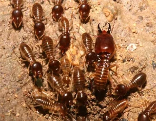 About 30,000 houses in Uzbekistan are infected with termites
