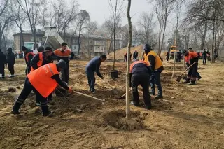 200 million seedlings to be planted annually in Uzbekistan