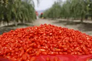 From Ancient Delicacy to Global Trend: The Industrial Upgrade and Global Journey of Ningxia Goji Berries
