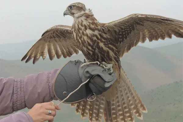 Saker falcons released to wild nature in Tashkent region