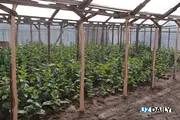 Тепличные хозяйства столичного региона предлагают остаться при условии перехода на экологически чистые технологии