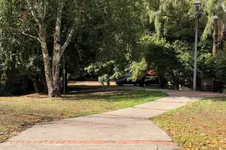 Tashkent to Create Microforests in Schoolyards and Courtyards