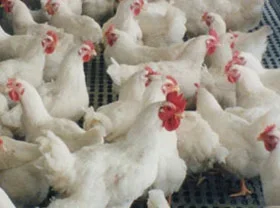 Uzbekistan adopts programme on development of poultry industry