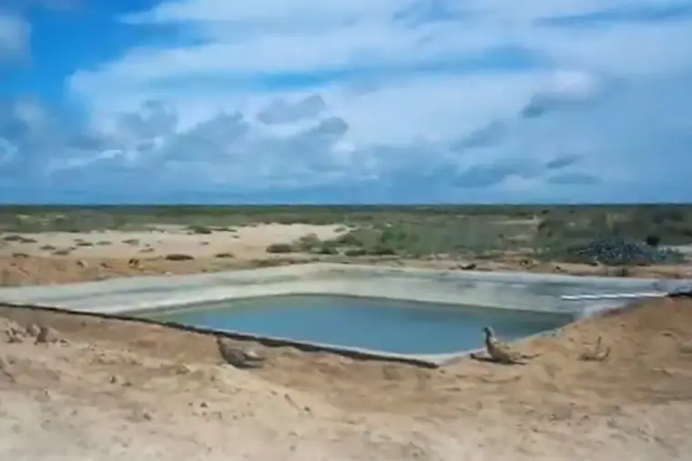 В Устюрте установили водопои для сохранения сайгаков
