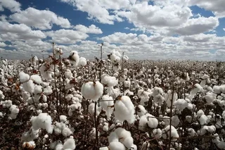Temporary procedure for granting subsidies for cotton areas established