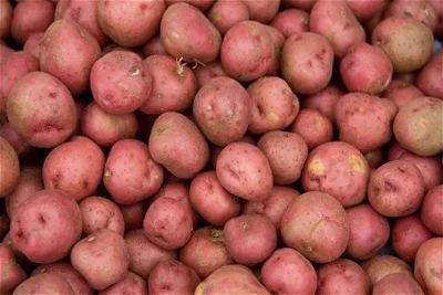 Объем производства продукции сельского хозяйства в Узбекистане составил 11,182 трлн. сумов