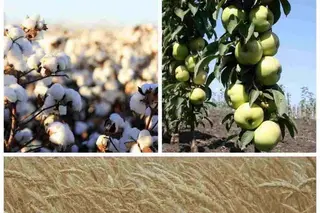 New effective plant protection product