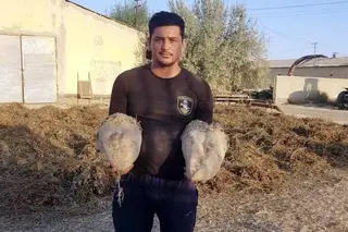 A farmer from Bukhara region has grown a 20-kg beet