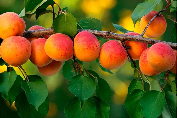 Uzbekistan slips to the sixth place in the world in terms of fresh apricot exports