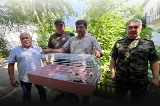 Пресечена попытка вывоза из Узбекистана двух птенцов канюка-курганника