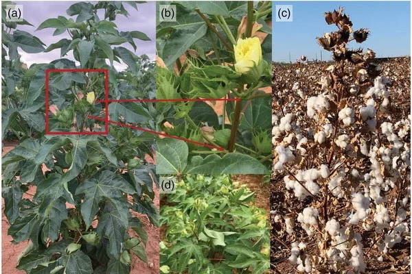 Scientists from Uzbekistan and the United States have created a new cotton variety resistant to wilt