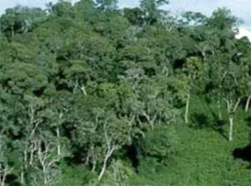 Uzbekistan creates afforestations at 16,400 hectares