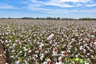 Uzbekistan harvests 3.4 million tonnes of raw cotton