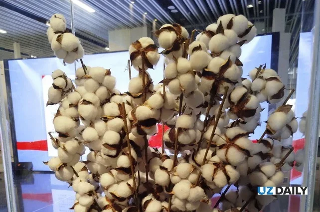 Uzbekistan Expands Cotton Cluster Model to Azerbaijan