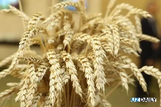 O‘zbekiston Qozog‘iston g‘allasini Afg‘onistonga tranzit qilish tarifini 40% ga kamaytirdi