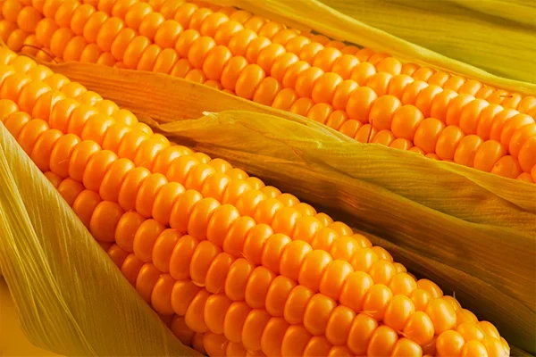 Начал работу Ташкентский крахмалопаточный завод Golden Corn