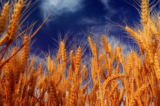 Expected indicative price for grain in 2023 announced