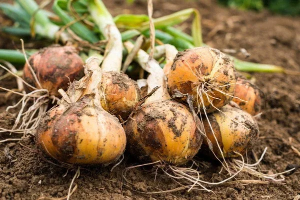 Onion harvesting starts in Surkhandarya