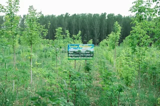 Yandex Uzbekistan Reports Results of Environmental Campaign