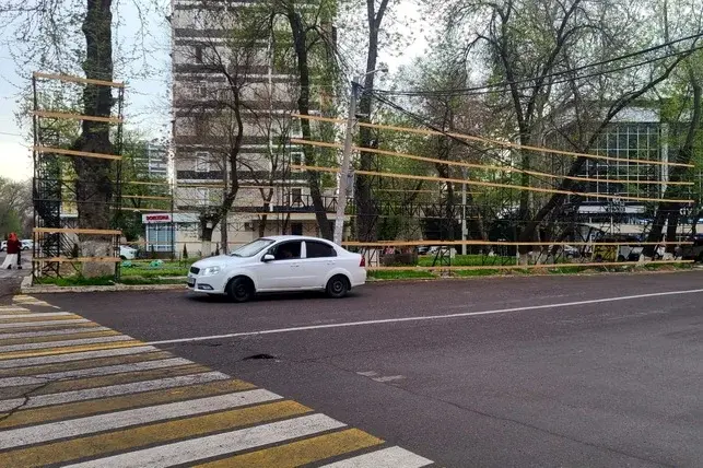 Сенатор Тошкент шаҳар ҳокимига дарахтларни ҳимоя қилиш бўйича сўров юборди