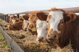 Total number of cattle in Uzbekistan reaches 13.31 million heads.