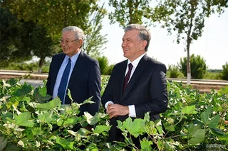 Shavkat Mirziyoyev becomes familiar with the state of cotton cultivation