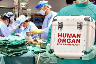 The law "On transplantation of human organs and tissues" comes into force