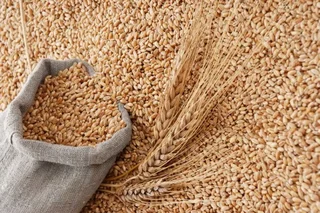 Uzbekistan imports 1.8 million tons of wheat from Kazakhstan