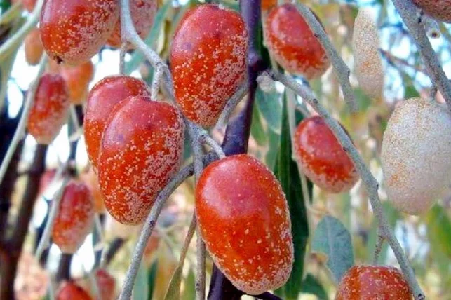 Uzbekistan’s Silverberry Exports Grow 68.8% in January–November 2025