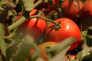 Tested varieties of tomatoes showed resistance to the hot climate of Bukhara
