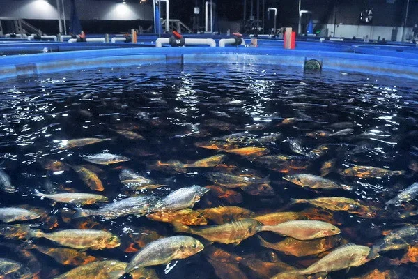 Persons who have established fish farming on the basis of cooperation are exempt from all taxes