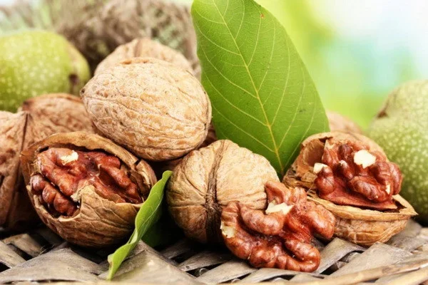 A large walnut plantation is being laid in Navoi region of Uzbekistan