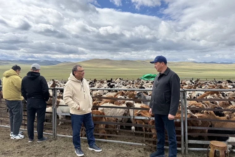 Akhangaran District to Import 20,000 Bayad Sheep From Mongolia
