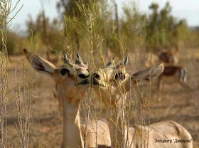 A new cooperation approach to conserve biodiversity