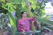 В Риштане начали выращивать бананы и папайю