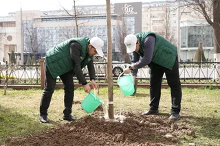 В Узбекистане запланированы масштабные работы по озеленению