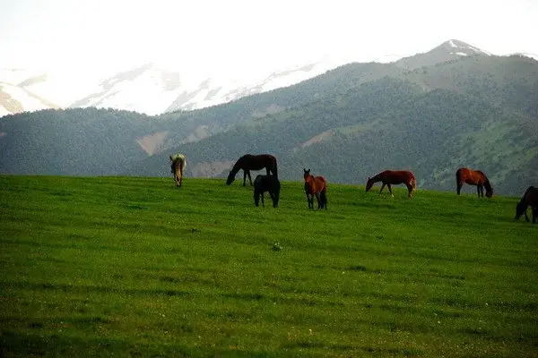 A specialized prosecutor’s office is being created in Zaamin
