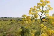 Сбор дикорастущих растений переводят на электронные аукционы