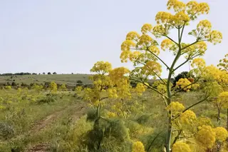Uzbekistan moves wild plant collection to e-auctions