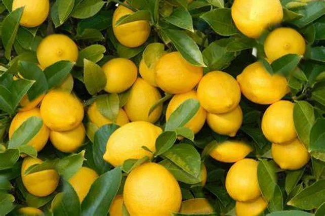 Uzbekistan’s Lemon Exports Rise 7% in the First Half of 2025