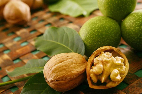 Uzbekistan to create walnut plantations