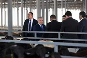 Шавкат Мирзиёев ознакомился с новым овцеводческим кластером в Наманганской области