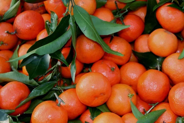 O‘zbekiston 2025 yilning 11 oyida 1,1 million tonnadan ortiq mandarin import qildi